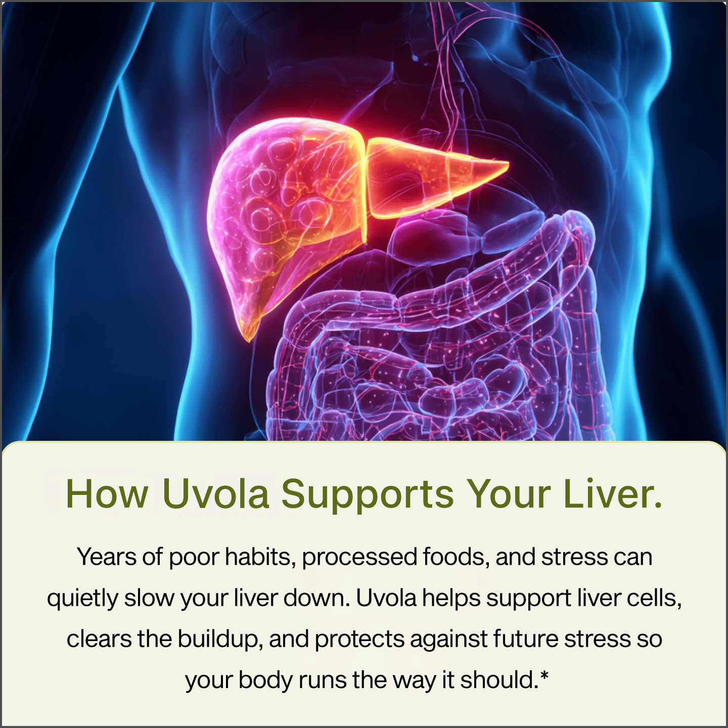 Soline - Milk Thistle For Liver Support